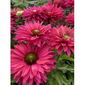 Эхинацея Echinacea Sunseekers Pink Grapefruit